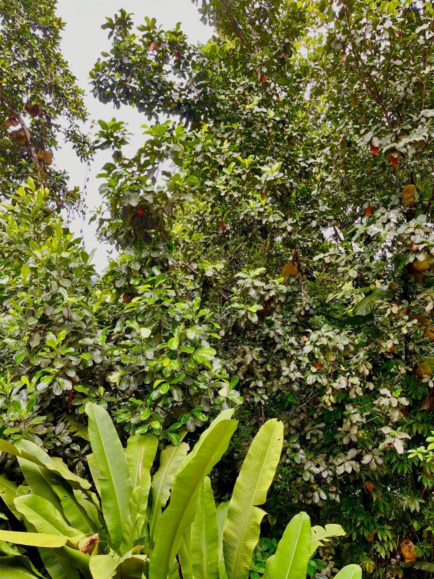 Pousada Picinguaba Pokoj fotografie